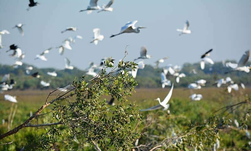 blury-birdsat-Fogg-800