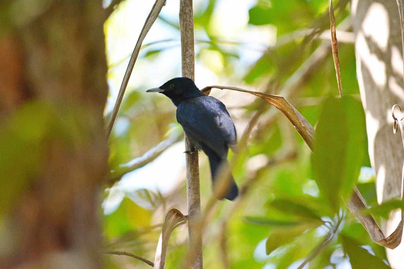 rainbow-fish-walker-creek-1