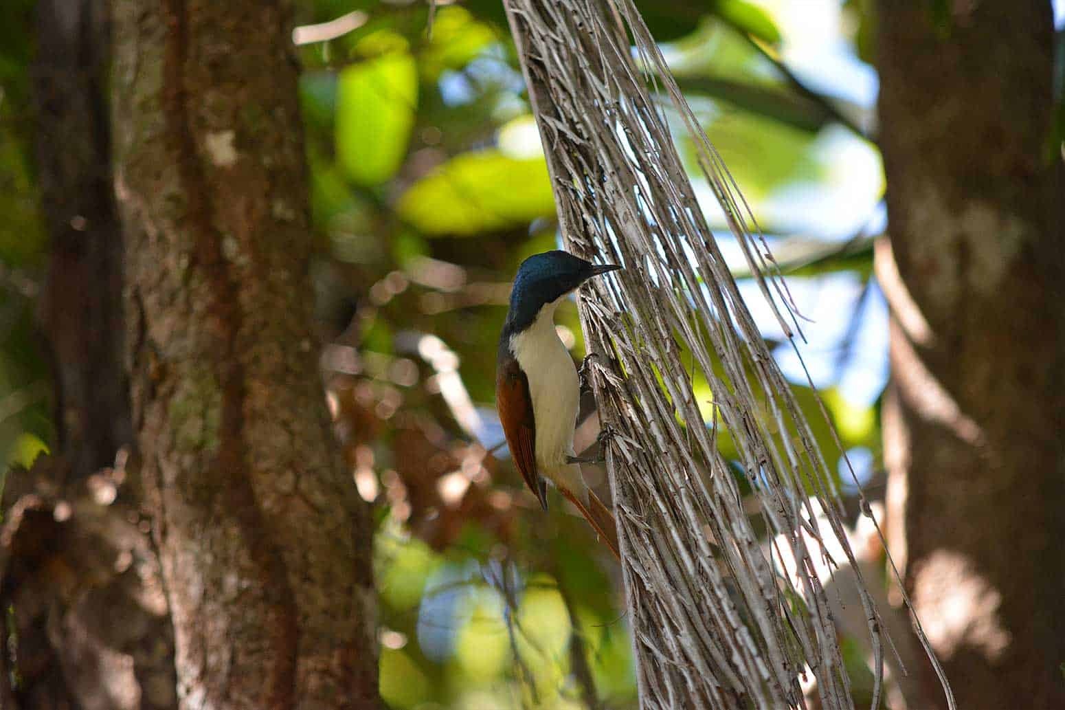 shinning-monarch-female-2