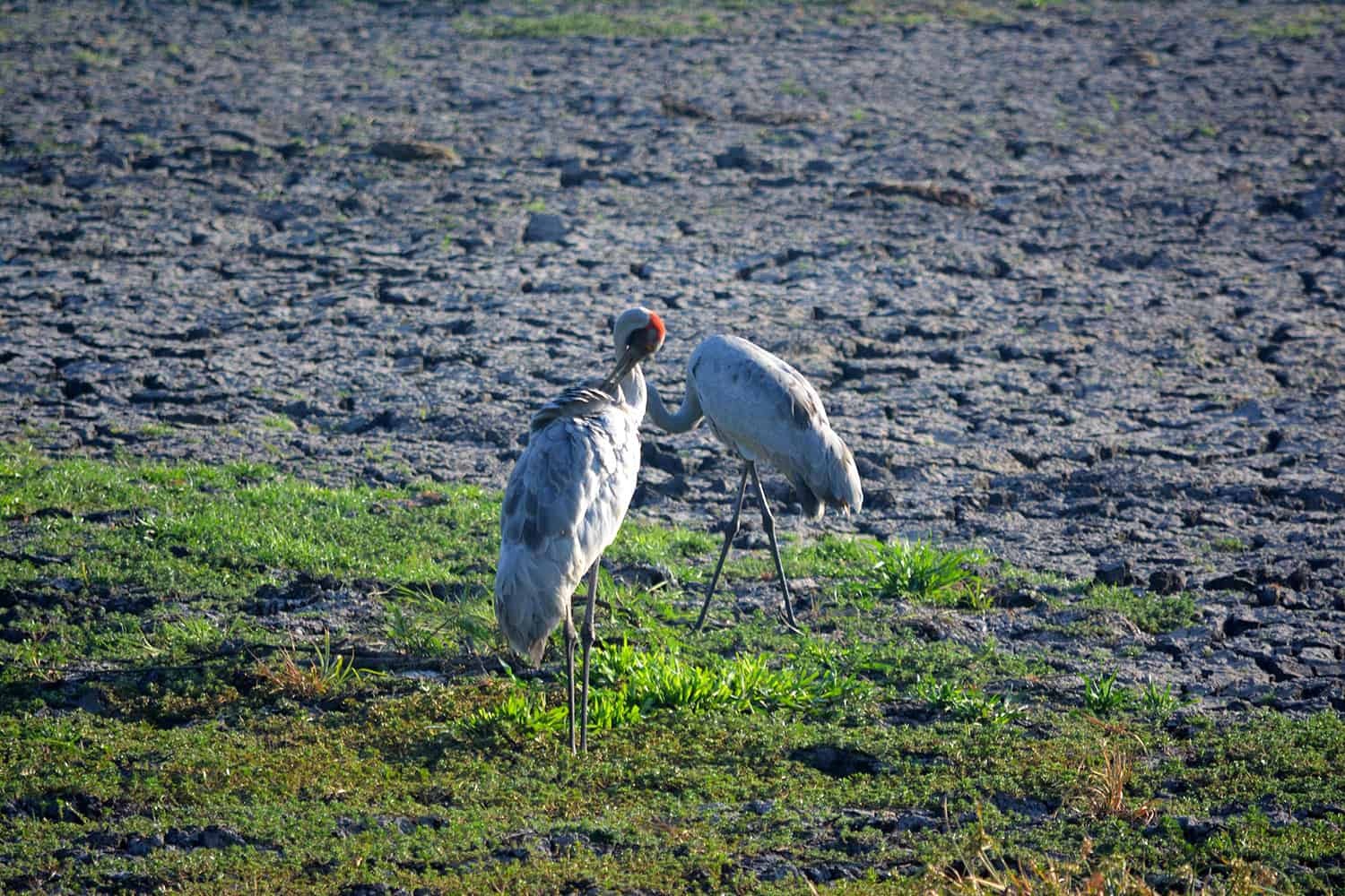 brolgas-on-cracked-floodplain