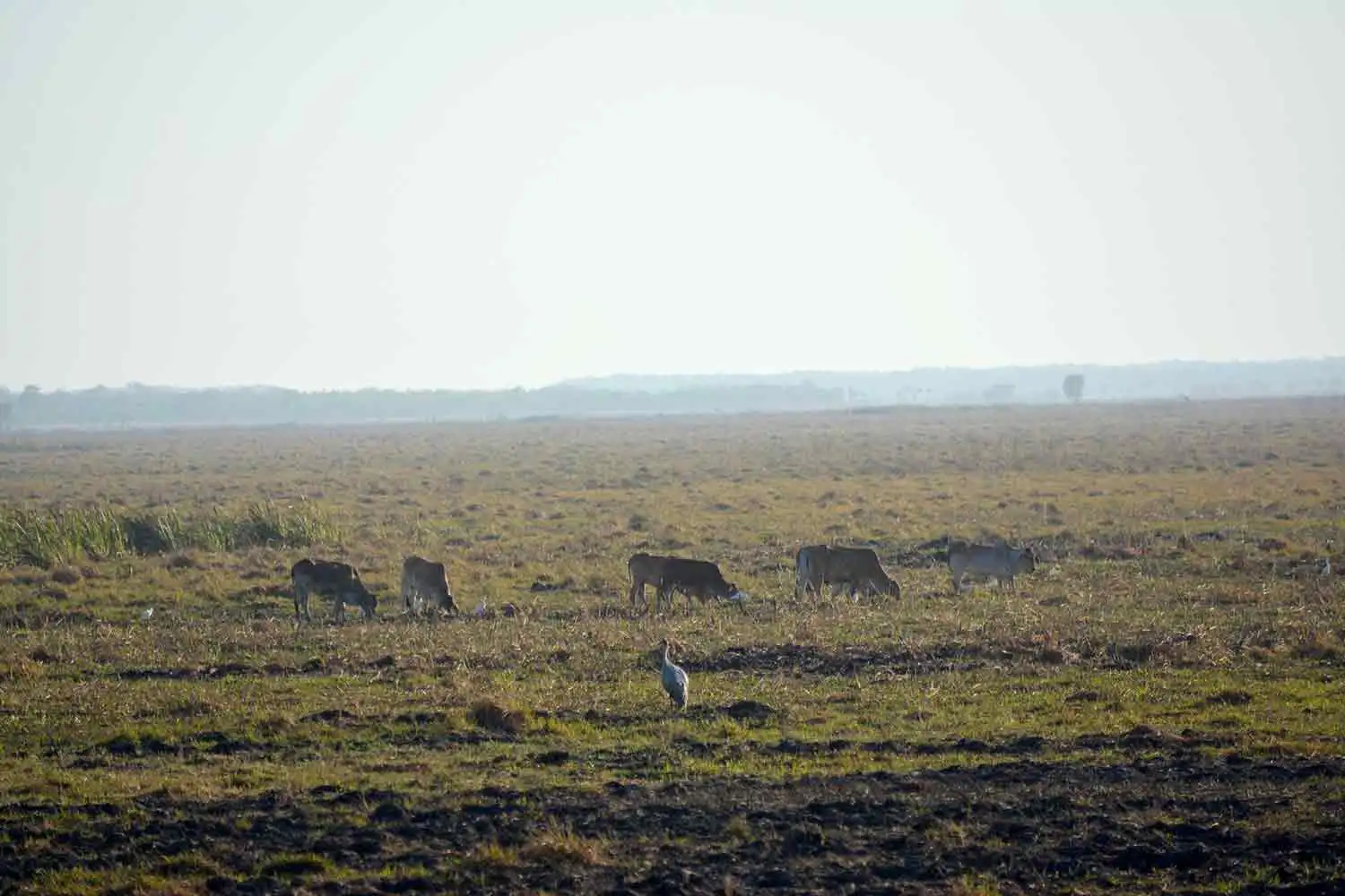 brolgas-and-cows-on-floodplain