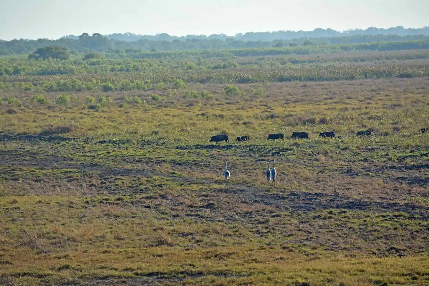 feral-pigs-on-teh-move-at-Fogg-Dam