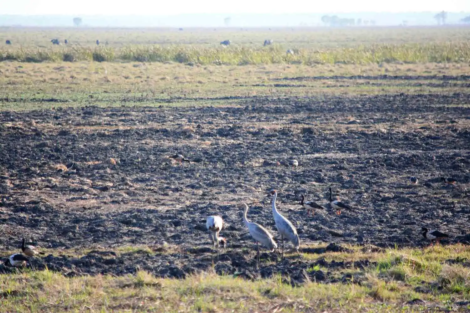 floodplain-turned-over-by-pigs