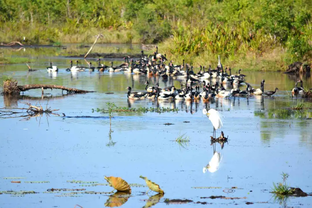 magpie-geese-at-end-lookout