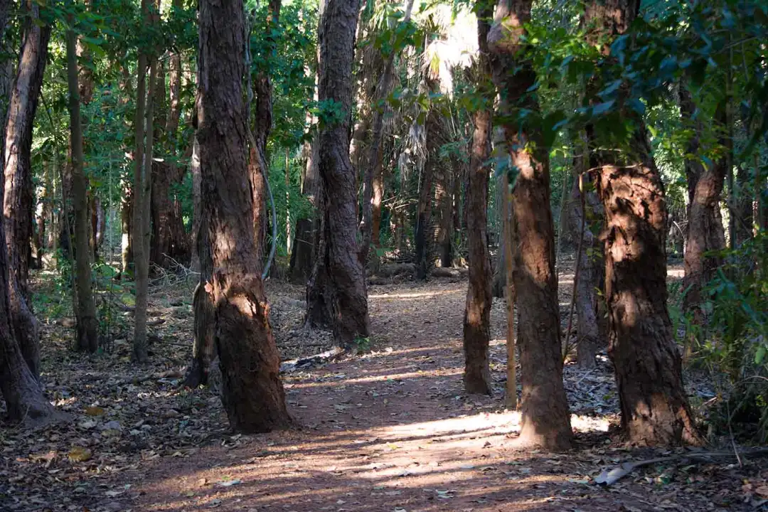 swamp-mahogany-lily-walk-fogg-dam