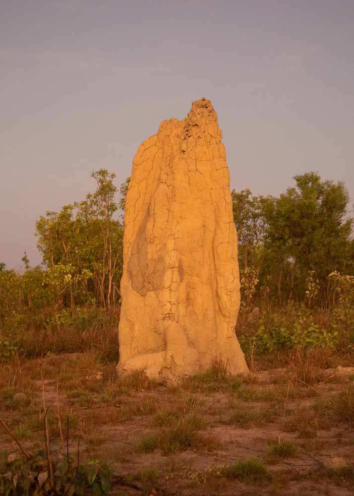 Cathedral termite mound in the Daly region.