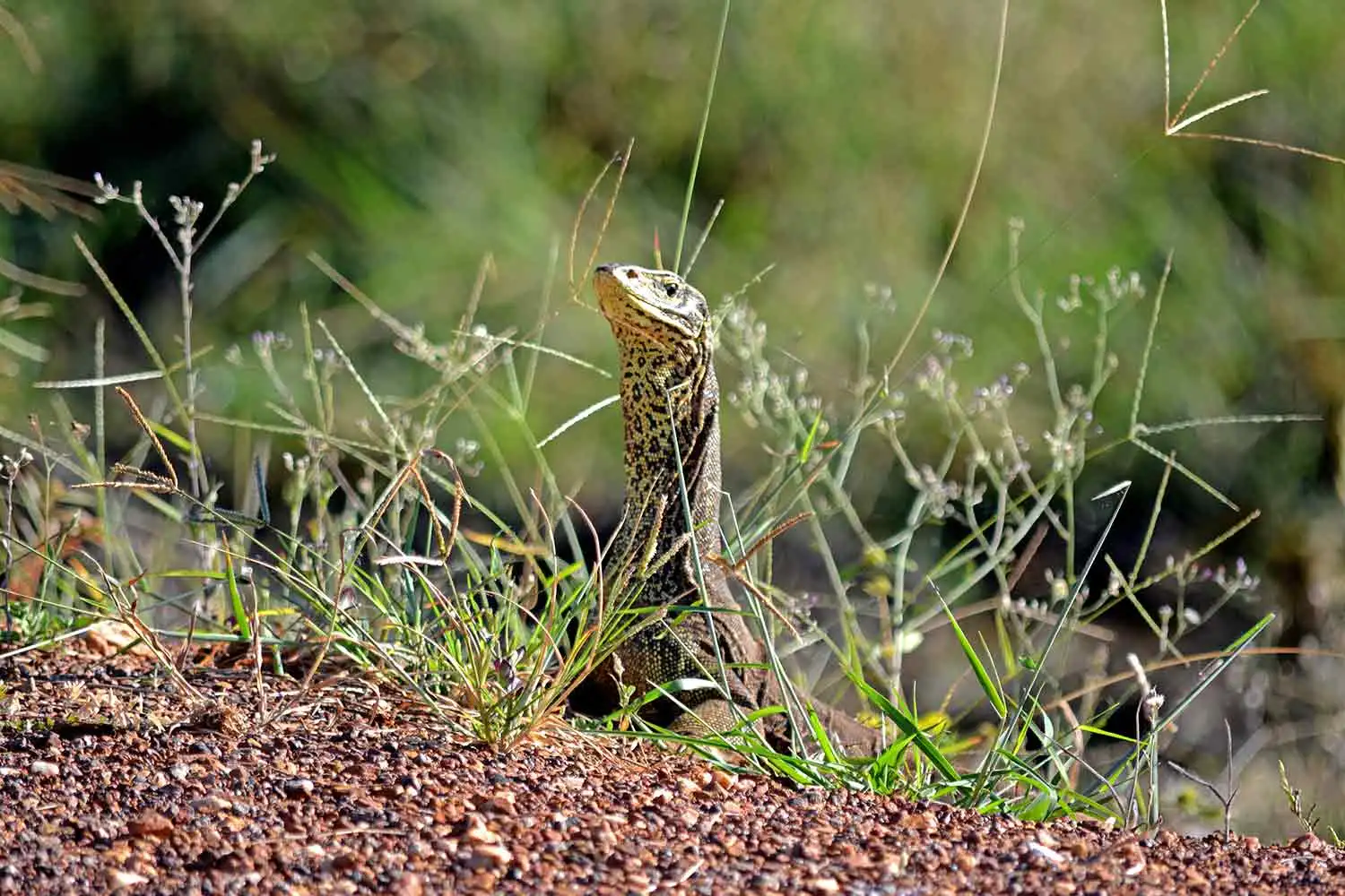 yellow-spotted-monitor