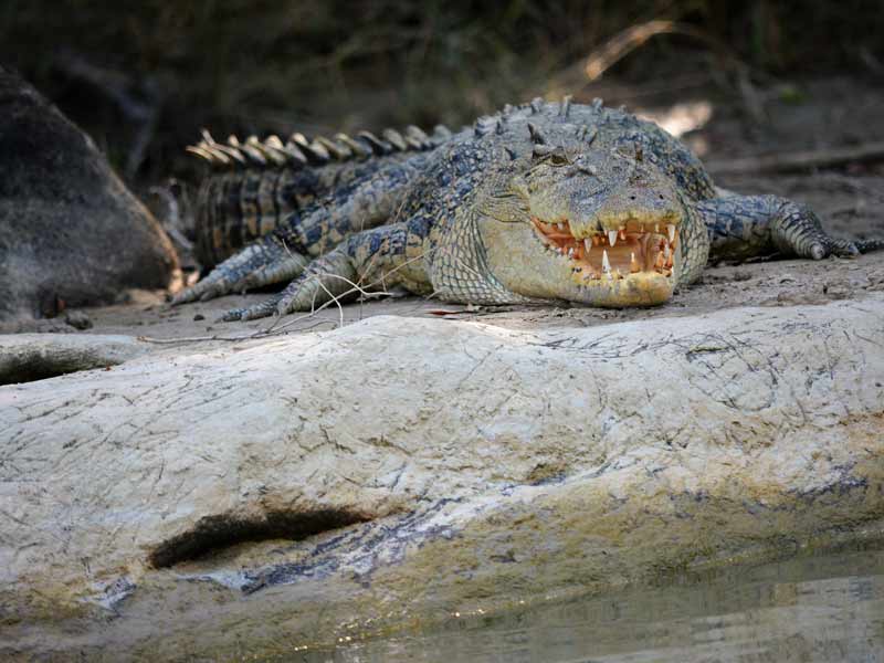 Saltwater Crocodile on the banks of the East Alligator River