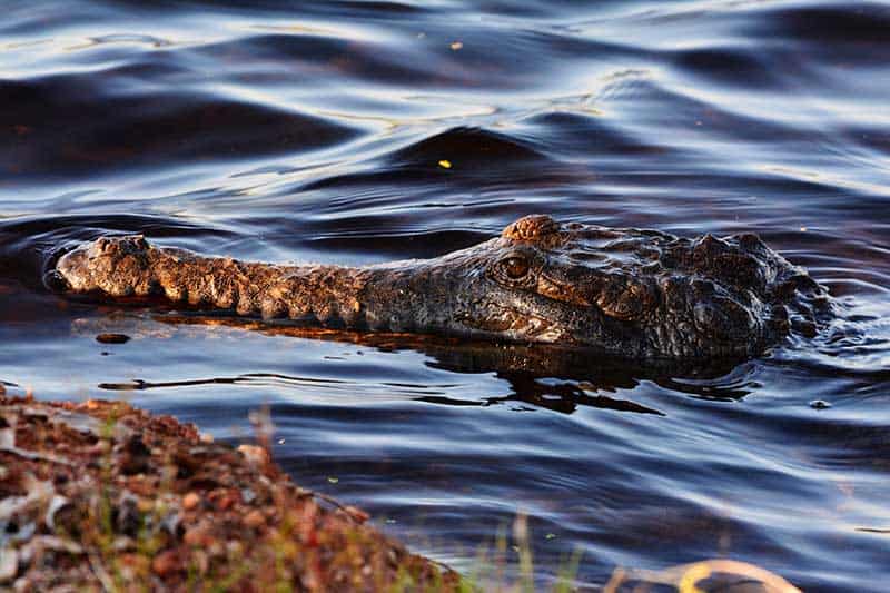 Freshwater crocodile in water at Fogg Dam