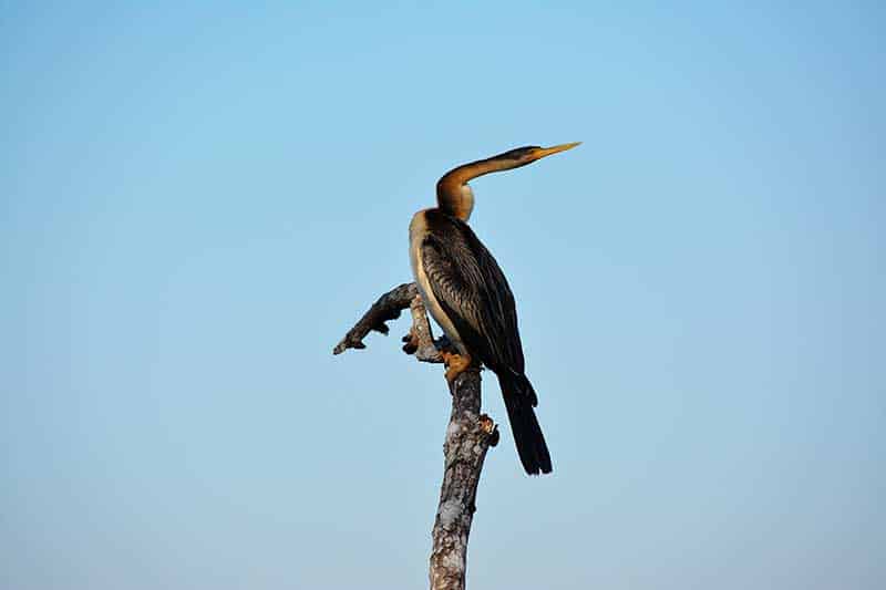 Snake Necked Darter - bird on a branch at Fogg Dam
