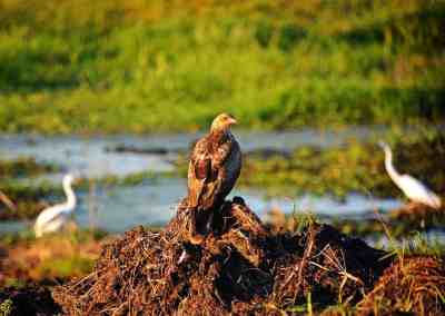 whistling kite and other birds