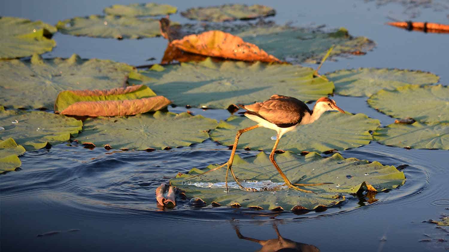 jacana on water lily