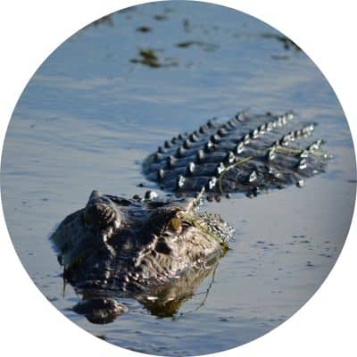 Saltwater crocodile seen on the Yellow Waters Cruise